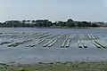 Austernbänke auf der Insel Île d’Arz