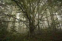 Alte Buchenwälder und Buchenurwälder der Karpaten und anderer Regionen Europas
