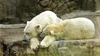 Eisbären (Ursus maritimus)