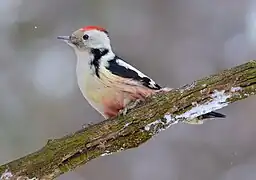 Mittelspecht