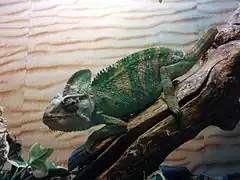Jemenchamäleon (Chamaeleo calyptratus)