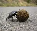 Käfer mit Dungkugel