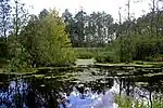 Polesische Sümpfe und das Slowetschno-Owrutsch-Gebirge
