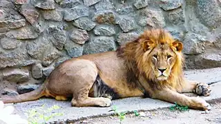 Löwe (Panthera leo)