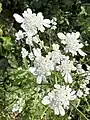 Blüten von Tordylium carmeli