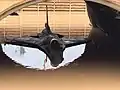 Eine F-16C geht baden auf Chazor im Januar 2020