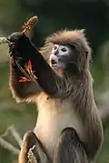 Phayre-Brillenlangur