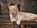 Weiße Löwin (Panthera leo)