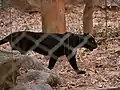 Schwarzer Panther (Panthera pardus)