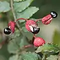 Zanthoxylum piperitum Balgfrüchte und Samen