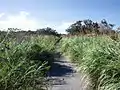 Fußweg über die Insel