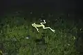 Ausgewachsener Frosch im Wasser