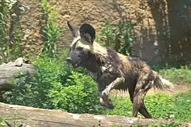 Afrikanischer Wildhund