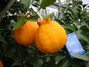Dekopon am Baum