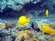 Fische vor der Insel Ani-jima