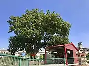Kleiner Tudigong-Tempel in Sanhe mit Pistazienbaum (Pistacia chinensis)