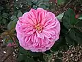 ‘Crested Sweetheart’, Ralph S. Moore, 1988
