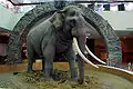 Indischer Elefant (Elephas maximus indicus)