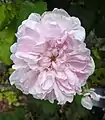 ‘Fantin-Latour’, Bunyard, vor 1938 (?)