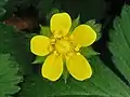 Indische Scheinerdbeere (Potentilla indica)