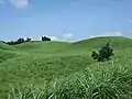 Hohes Gras am Vulkan Aso