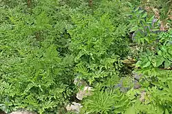 Oenanthe javanica(Koreanische Petersilie)