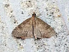Udea prunalis