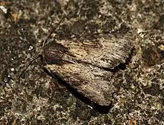 gelbbraune Form