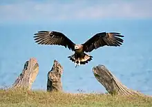 Bindenseeadler