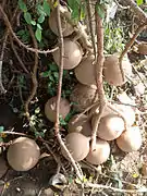 Kanonenkugelbaum (nur für ganz unempfindliche; noch schlimmer als Noni)