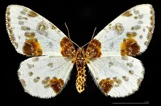 ♀