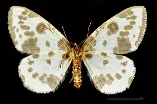 ♀ △