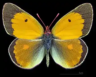 Colias myrmidone