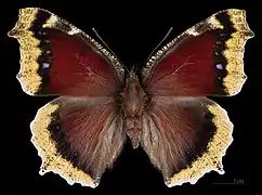 Abweichende Form Ex larva  ♂