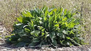 Sauerampfer (Rumex acetosa)
