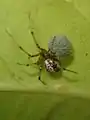 Weibchen mit Eikokon