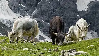 Grasende Yaks in Sulden