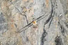 Bartgeier im Flug in Pfyn-Finges