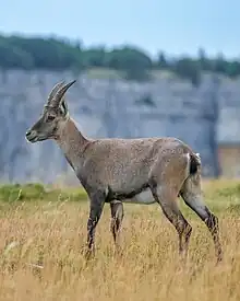 Weiblicher Alpensteinbock in Creux du Van, Schweiz