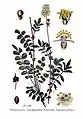Illustration aus dem Atlas des plantes de France