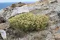 Strohblume (Helichrysum)