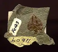 Der Trilobit Amecephalus althea (Walcott),  vormals Alokistocare althea walcott