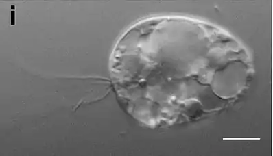 C. triciliatum Å85. Balken 10 µm. Schwimmende (motile) Zelle.