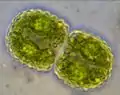 Cosmarium pseudamoenum (48 × 25 µm)