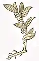 Hortus sanitatis 1491 Elleborus albus