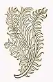 Hortus sanitatis 1491 spica celtica