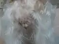 15. Tag: Die Schwellung geht zurück. Beginn des Östrus. Die Hündin ist noch paarungsbereit.