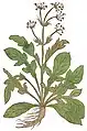 Hieronymus Bock 1539 / 1546 Valeriana phu
