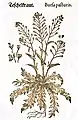 Mattioli / Handsch / Camerarius 1586