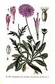 Illustration aus dem Atlas des plantes de France